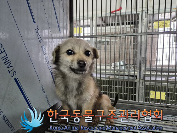 한국동물구조관리협회_441560202500052